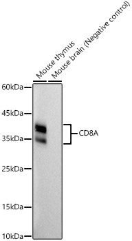 CD8A Rabbit mAb