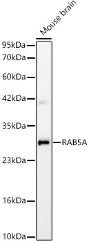 RAB5A Rabbit mAb