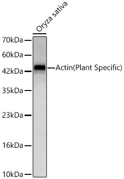 Actin(Plant Specific) Rabbit mAb