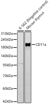 CD11a Rabbit mAb