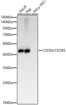 CXCR5/CD185 Rabbit mAb