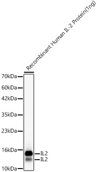 IL2 Rabbit mAb