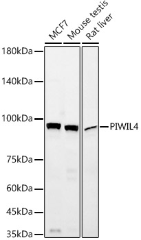 PIWIL4 Rabbit mAb