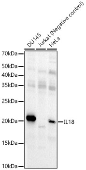 IL18 Rabbit mAb