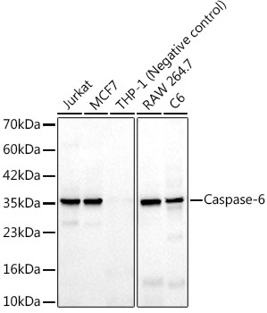 Caspase-6 Rabbit mAb