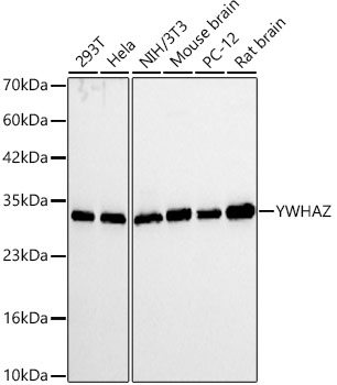 14-3-3 zeta/YWHAZ Rabbit mAb