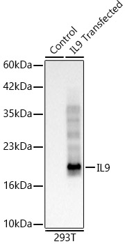 IL9 Rabbit mAb