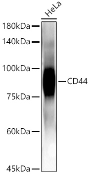 CD44 Rabbit mAb