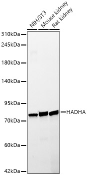 HADHA Rabbit PolymAb®