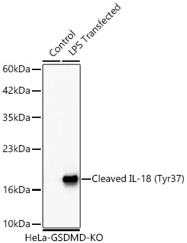 Cleaved IL-18 (Tyr37) Rabbit mAb