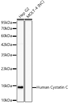 Cystatin C Rabbit mAb