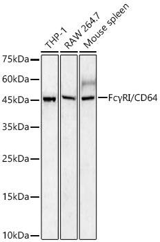 FcγRI/CD64 Rabbit mAb