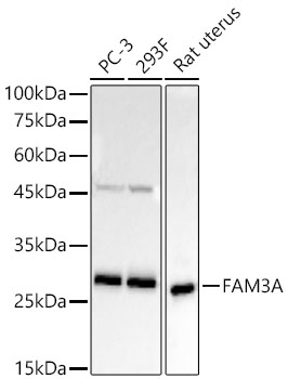 FAM3A Rabbit mAb