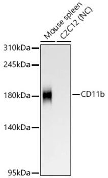 CD11b Rabbit mAb