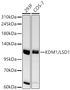 KDM1/LSD1 Rabbit mAb