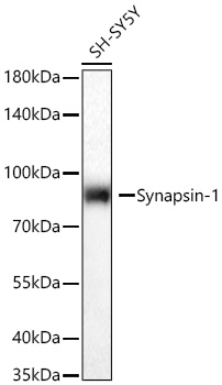 Synapsin-1 Rabbit mAb