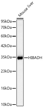 HIBADH Rabbit mAb