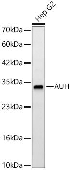 AUH Rabbit mAb