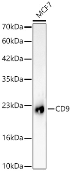 CD9 Rabbit mAb