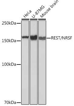 REST/NRSF Rabbit mAb