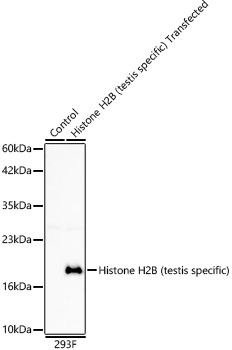 Histone H2B (testis specific)  Rabbit mAb