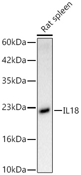 IL18 Rabbit PolymAb®