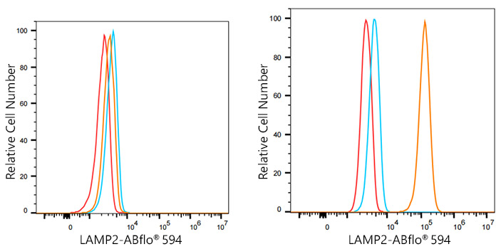 ABflo® 594 Rabbit anti-Human LAMP2 mAb