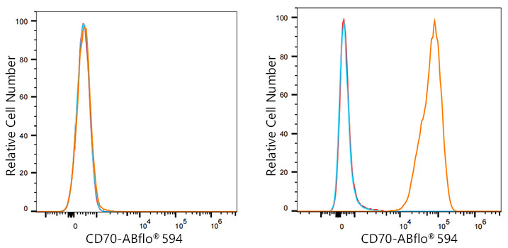 ABflo® 594 Rabbit anti-Human CD70 mAb