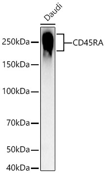 CD45RA Rabbit mAb