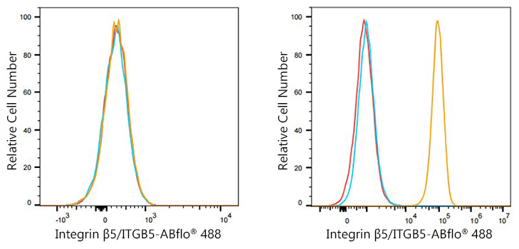 ABflo® 488 Rabbit anti-Human Integrin β5/ITGB5 mAb