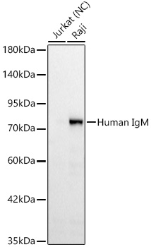 Rabbit anti-Human IgM mAb