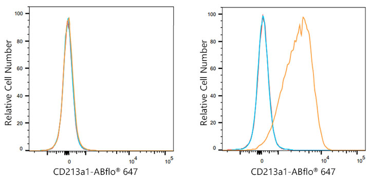 ABflo® 647 Rabbit anti-Human CD213a1/IL-13Rα1 mAb