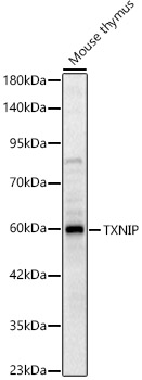 TXNIP Rabbit pAb