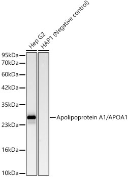 Apolipoprotein A1/APOA1 Rabbit mAb