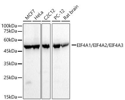 EIF4A1/EIF4A2/EIF4A3 Rabbit mAb