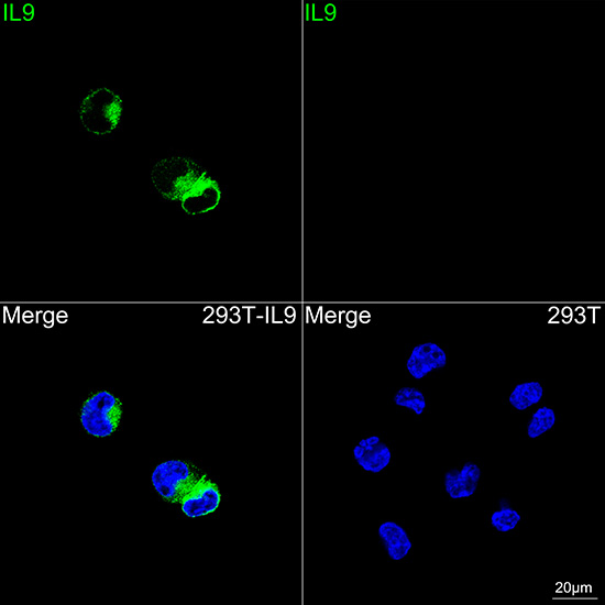 ABflo® 488 Rabbit anti-Human IL9 mAb