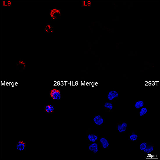 ABflo® 594 Rabbit anti-Human IL9 mAb