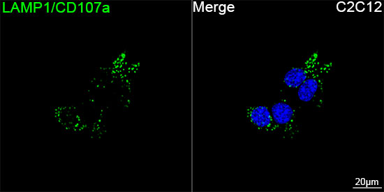 ABflo® 488 Rabbit anti-Mouse LAMP1/CD107a mAb