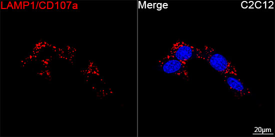 ABflo® 647 Rabbit anti-Mouse LAMP1/CD107a mAb
