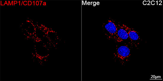 ABflo® 594 Rabbit anti-Mouse LAMP1/CD107a mAb