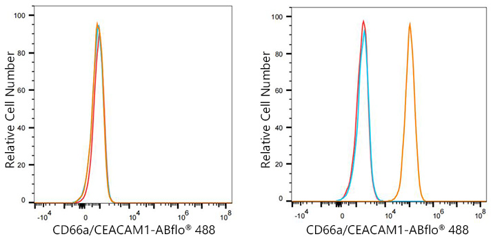 ABflo® 488 Rabbit anti-Human CD66a/CEACAM1 mAb