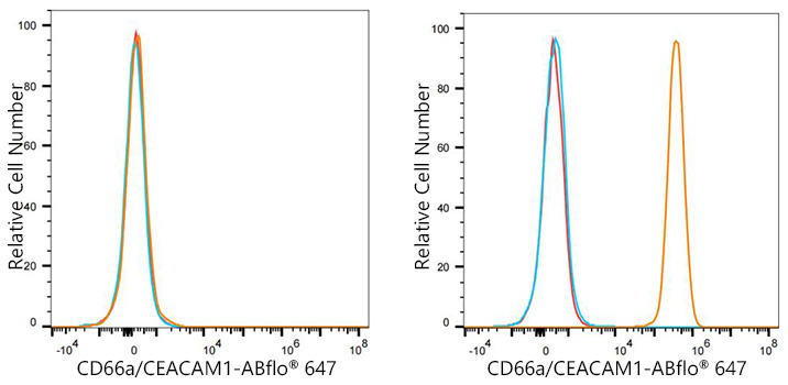 ABflo® 647 Rabbit anti-Human CD66a/CEACAM1 mAb