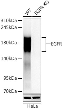 [KD Validated] EGFR Rabbit PolymAb®