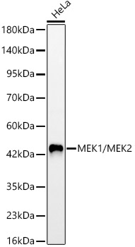 MEK1/MEK2 Rabbit mAb