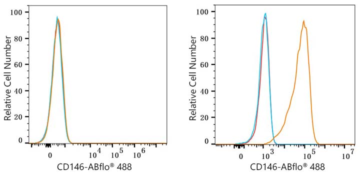 ABflo® 488 Rabbit anti-Mouse CD146 mAb