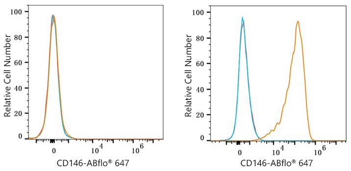 ABflo® 647 Rabbit anti-Mouse CD146 mAb