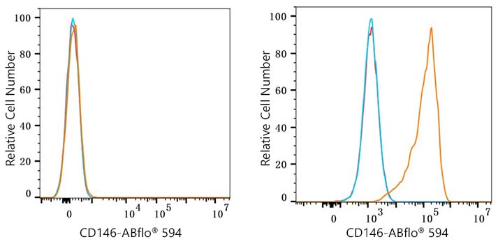 ABflo® 594 Rabbit anti-Mouse CD146 mAb