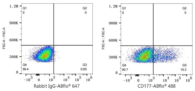 ABflo® 488 Rabbit anti-Human CD177 mAb