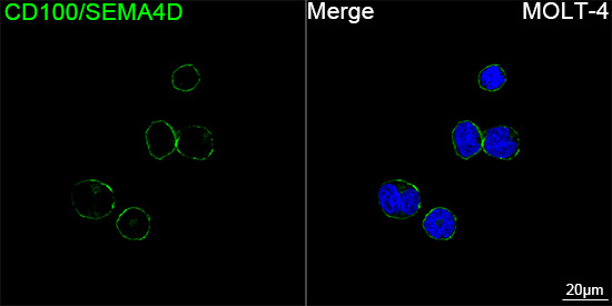 ABflo® 488 Rabbit anti-Human CD100/SEMA4D mAb