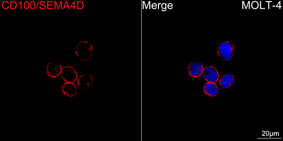 ABflo® 647 Rabbit anti-Human CD100/SEMA4D mAb